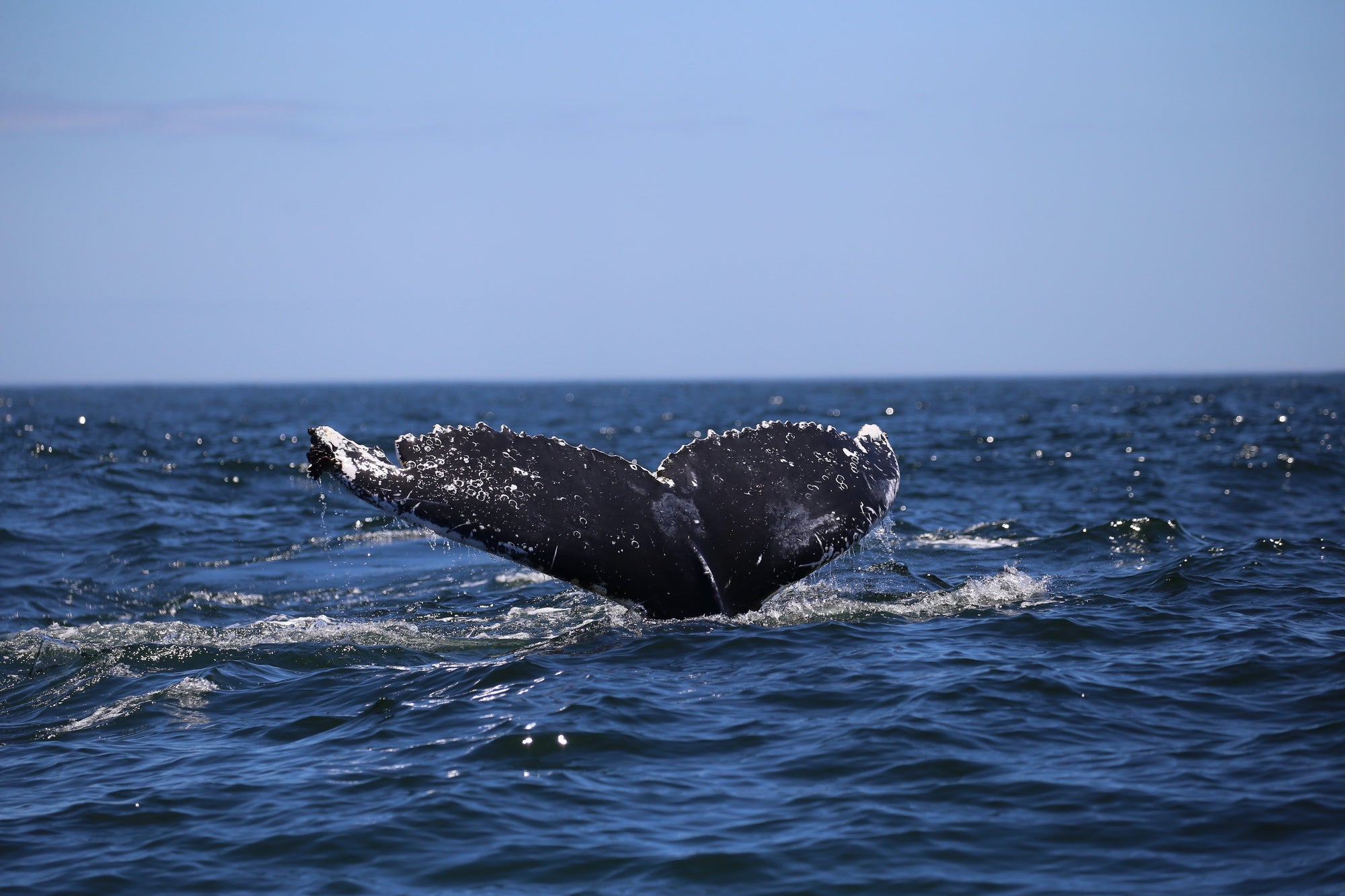 Humpback Whale