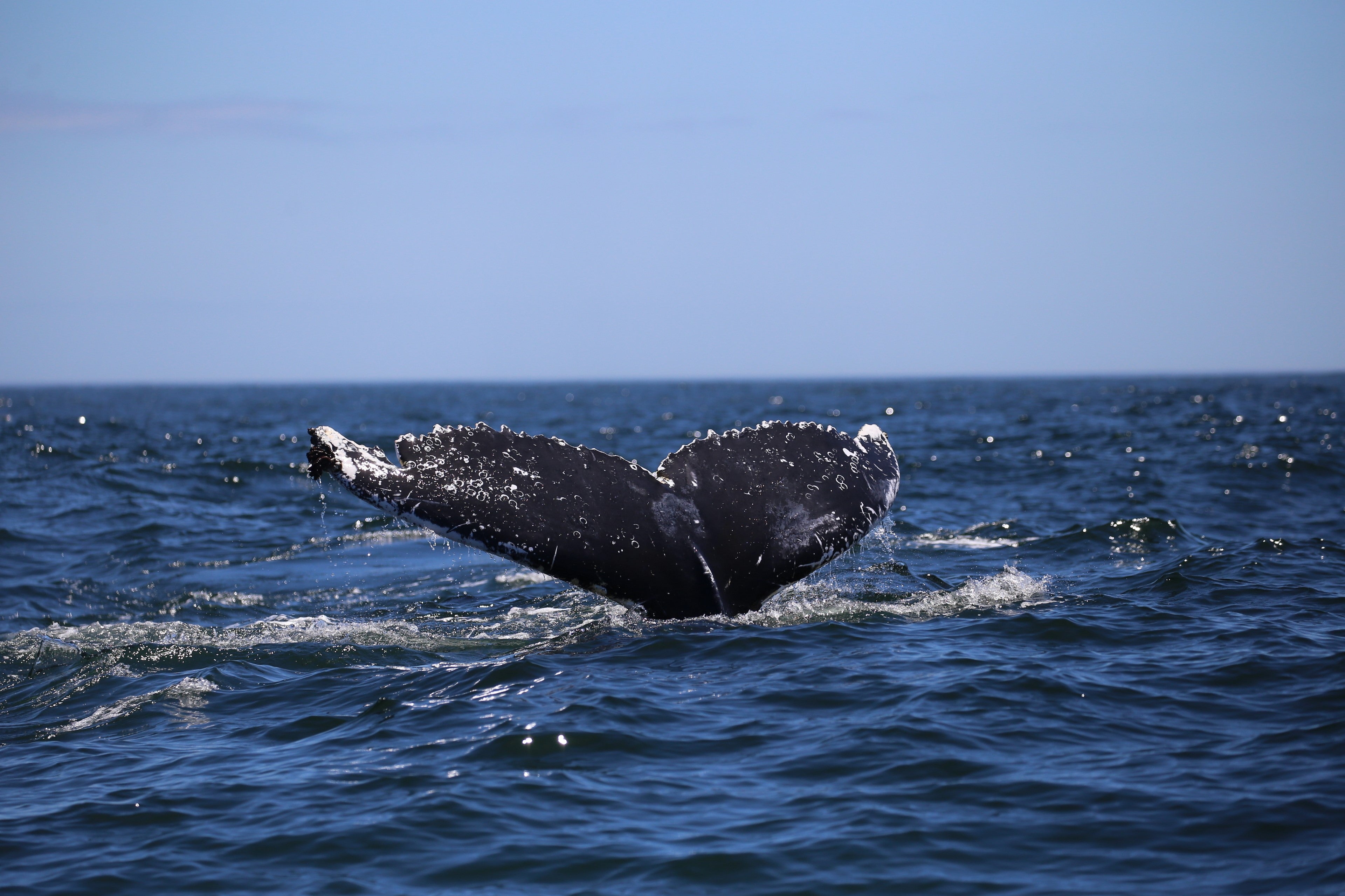Humpback Whale