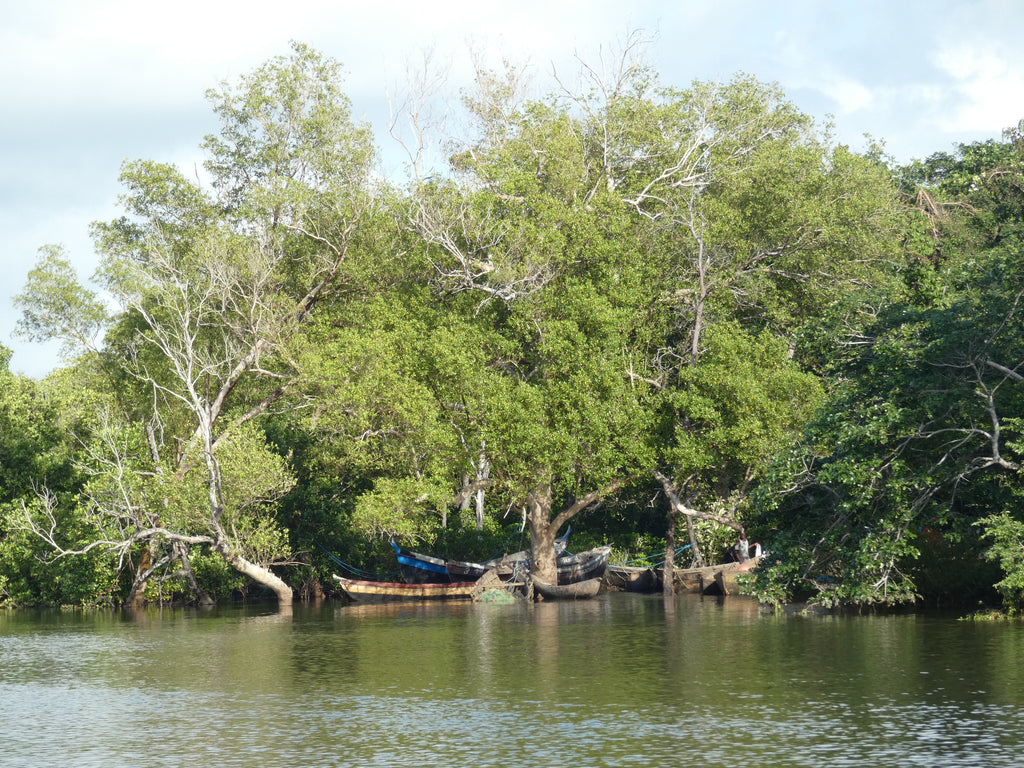 Mangroves at Pebane Beach Lodge
