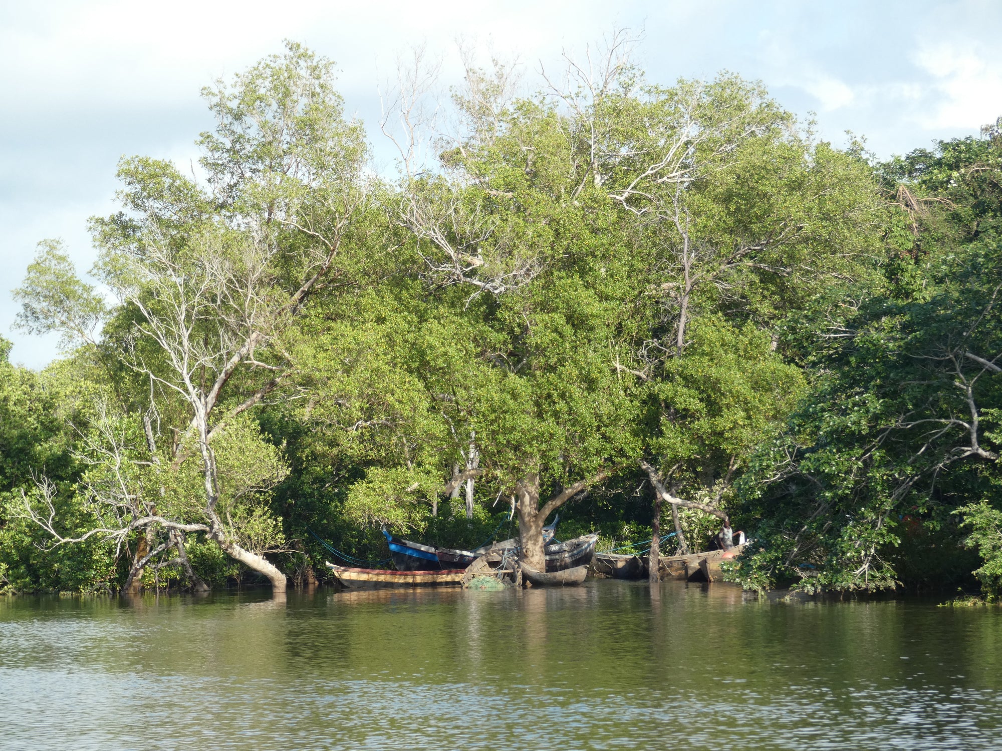 Mangroves at Pebane Beach Lodge
