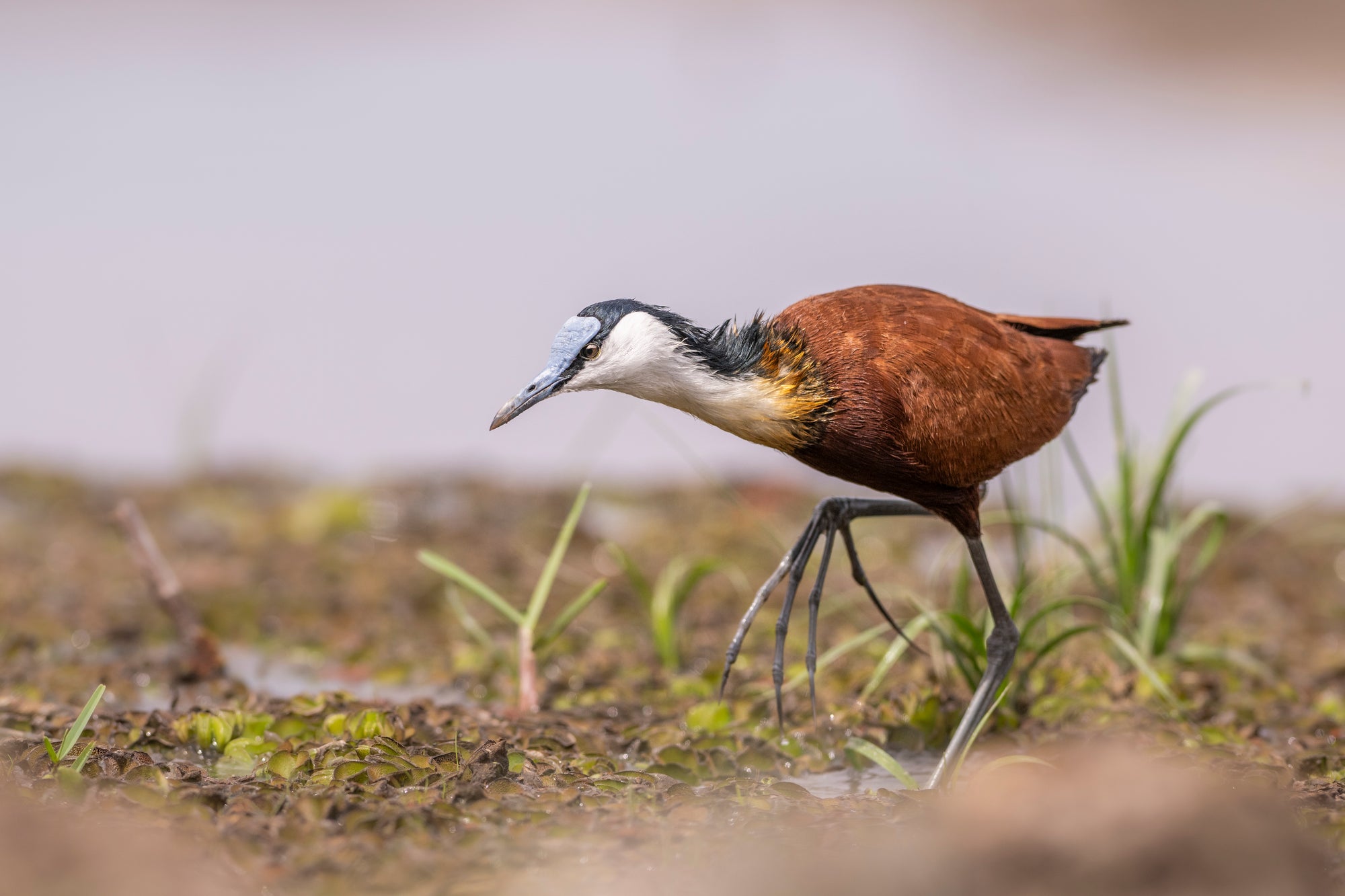 Wilderness Mokete – Sunken Hide 