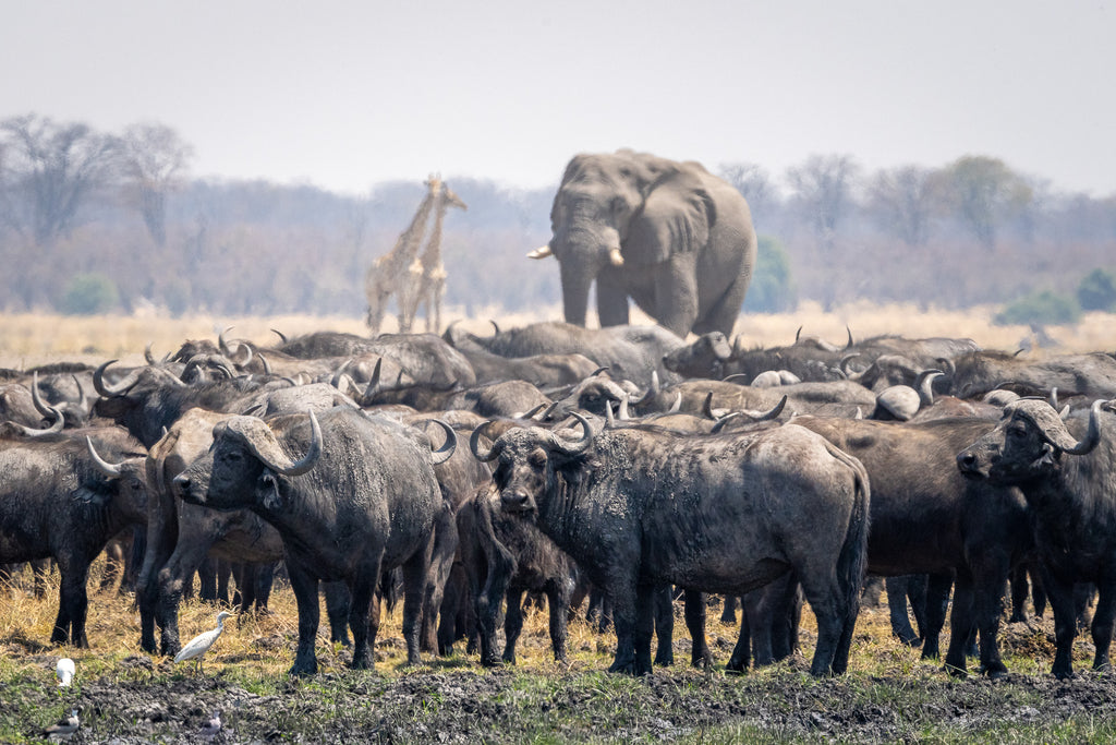 Wilderness Mokete – Game Drives 