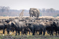 Wilderness Mokete – Game Drives 