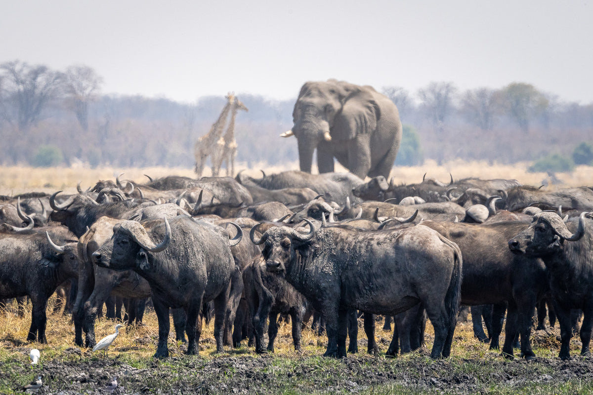 Wilderness Mokete – Game Drives