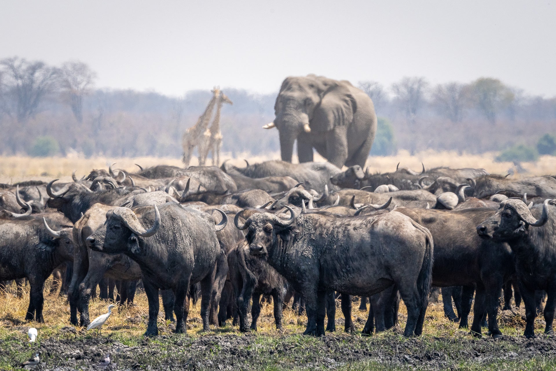 Wilderness Mokete – Game Drives