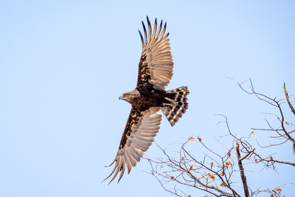 Wilderness Mokete – Guided Nature Walks 