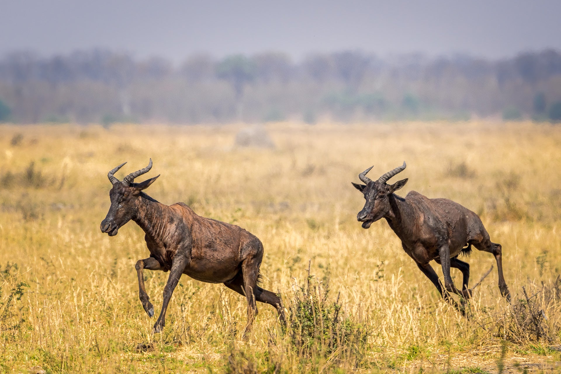Wilderness Mokete – Game Drives 