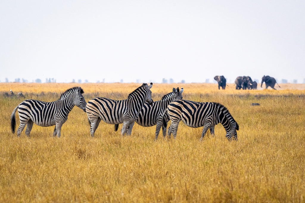 Wilderness Mokete – Guided Nature Walks 