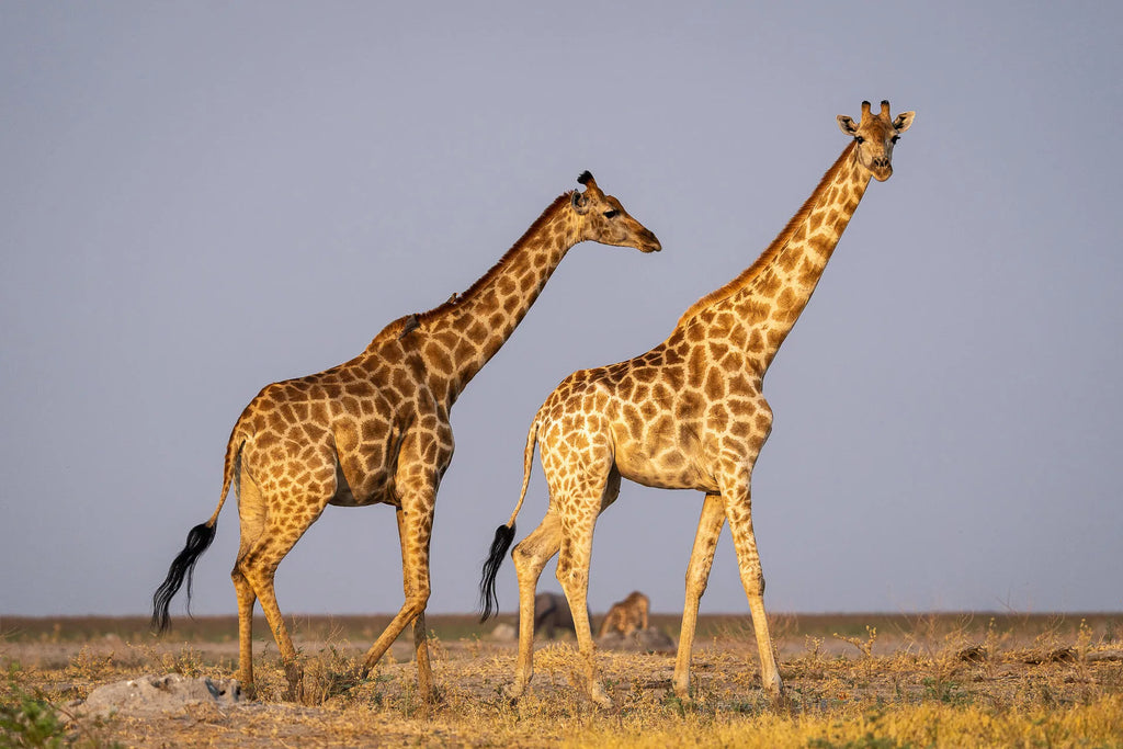 Giraffe at Wilderness Mokete, Okavango Delta, Botswana.