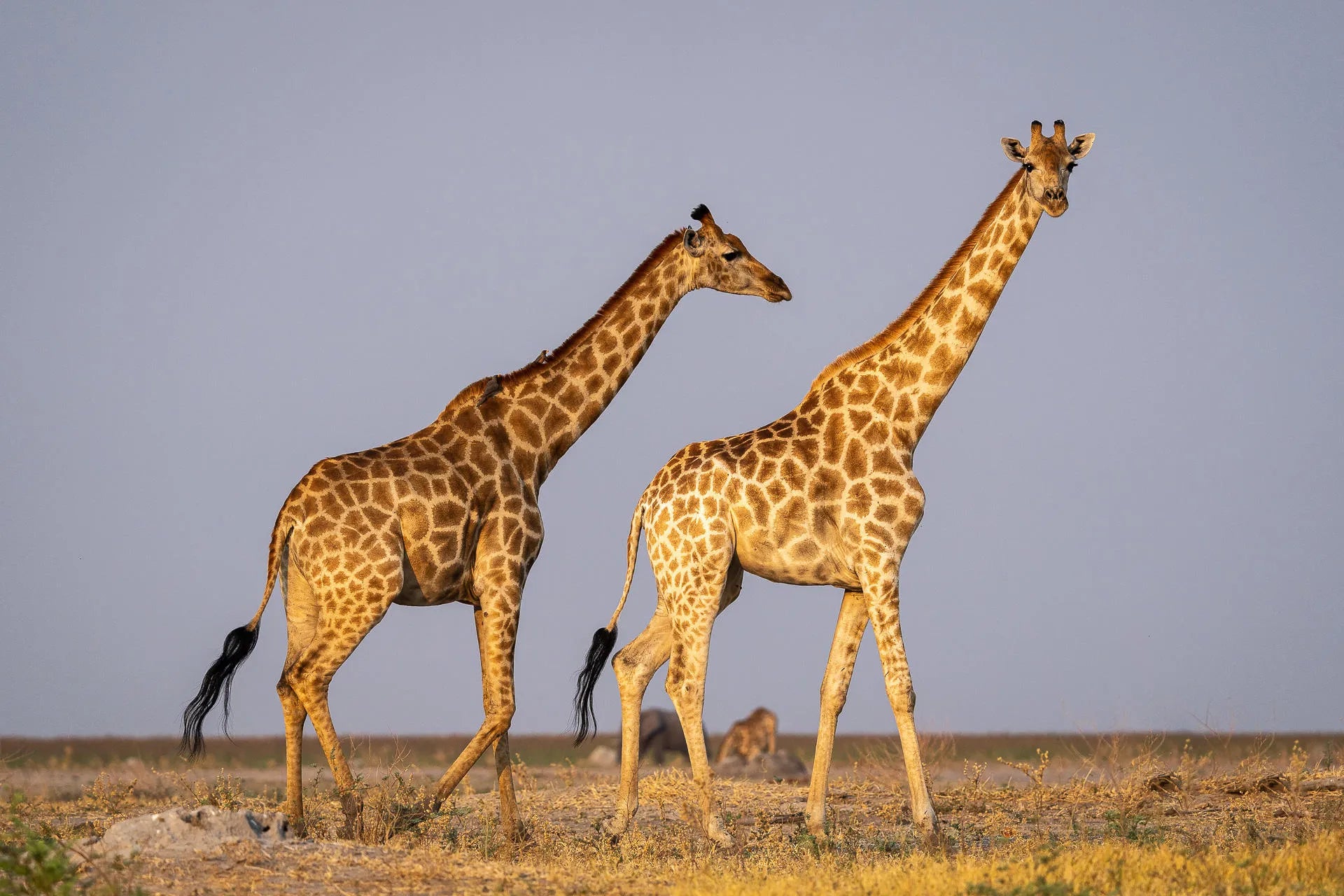 Giraffe at Wilderness Mokete, Okavango Delta, Botswana.