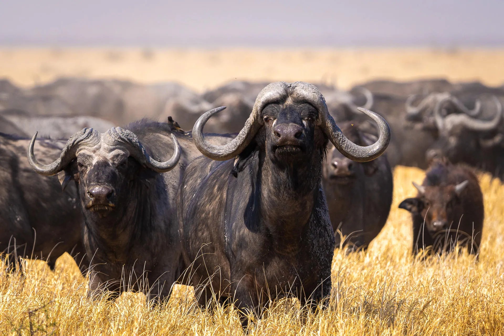 Buffalo at Wilderness Mokete, Okavango Delta, Botswana.