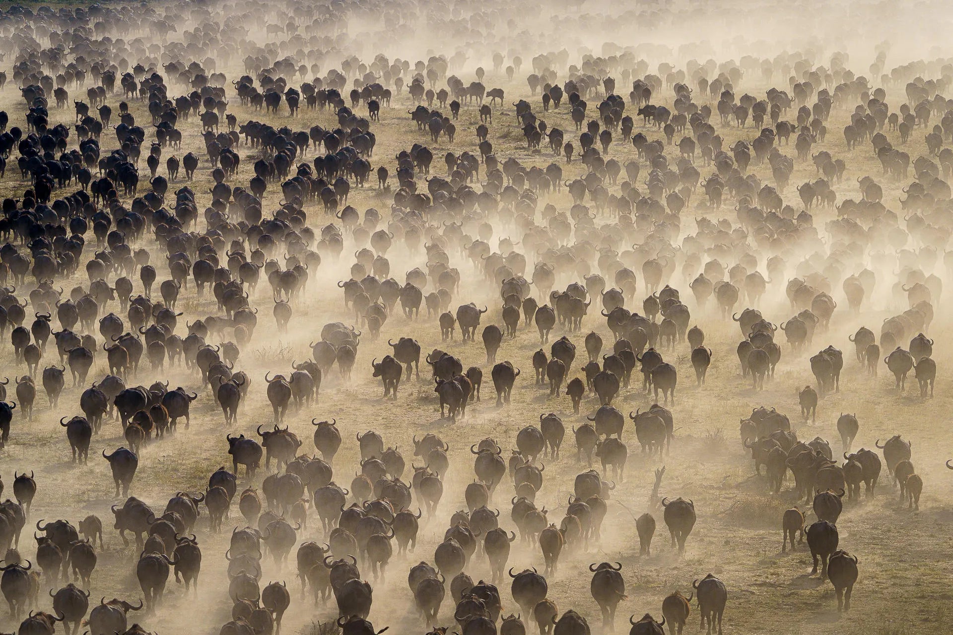 Buffalo herd at Wilderness Mokete, Okavango Delta, Botswana.