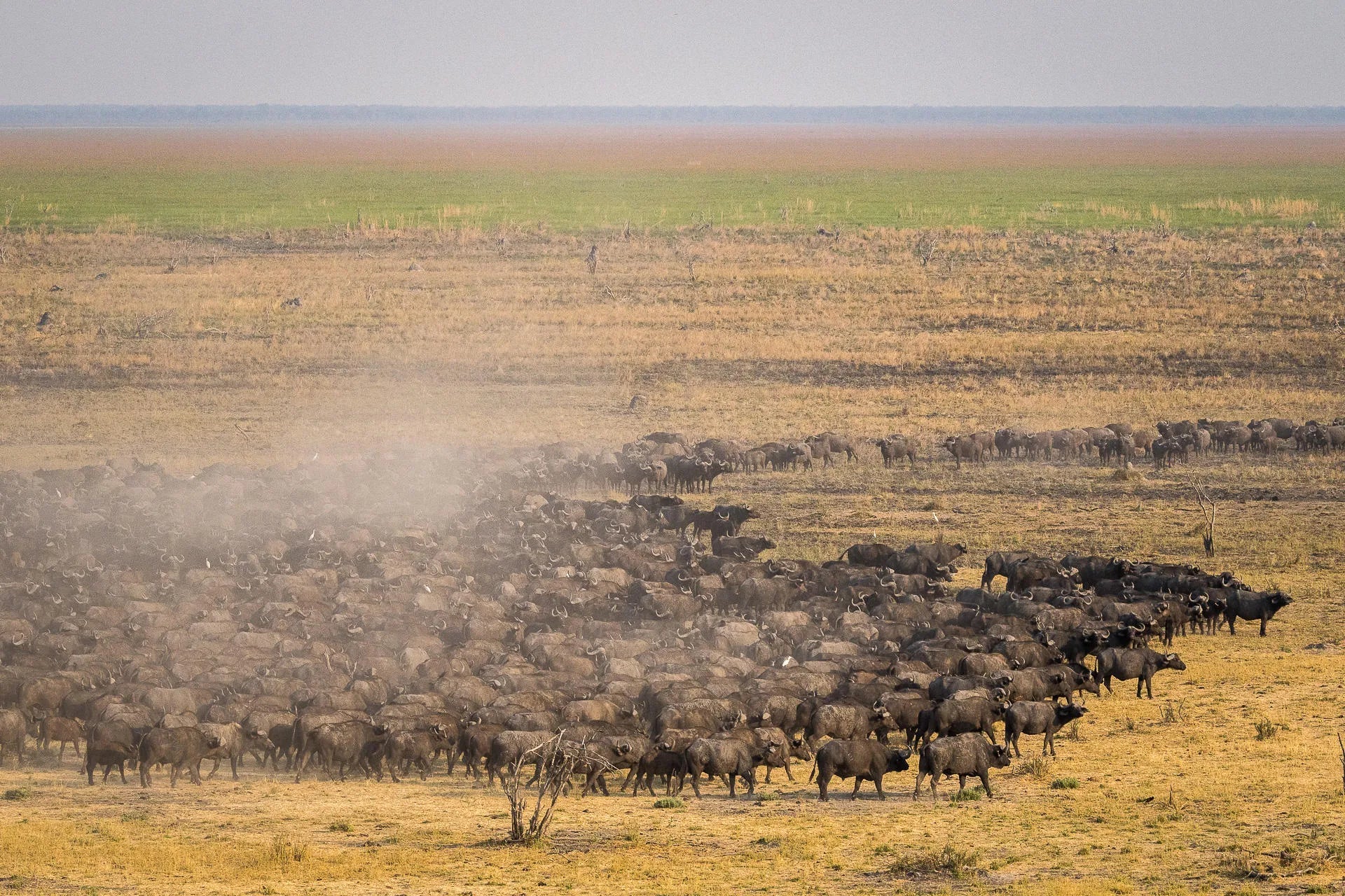 Buffalo herd at Wilderness Mokete, Okavango Delta, Botswana.