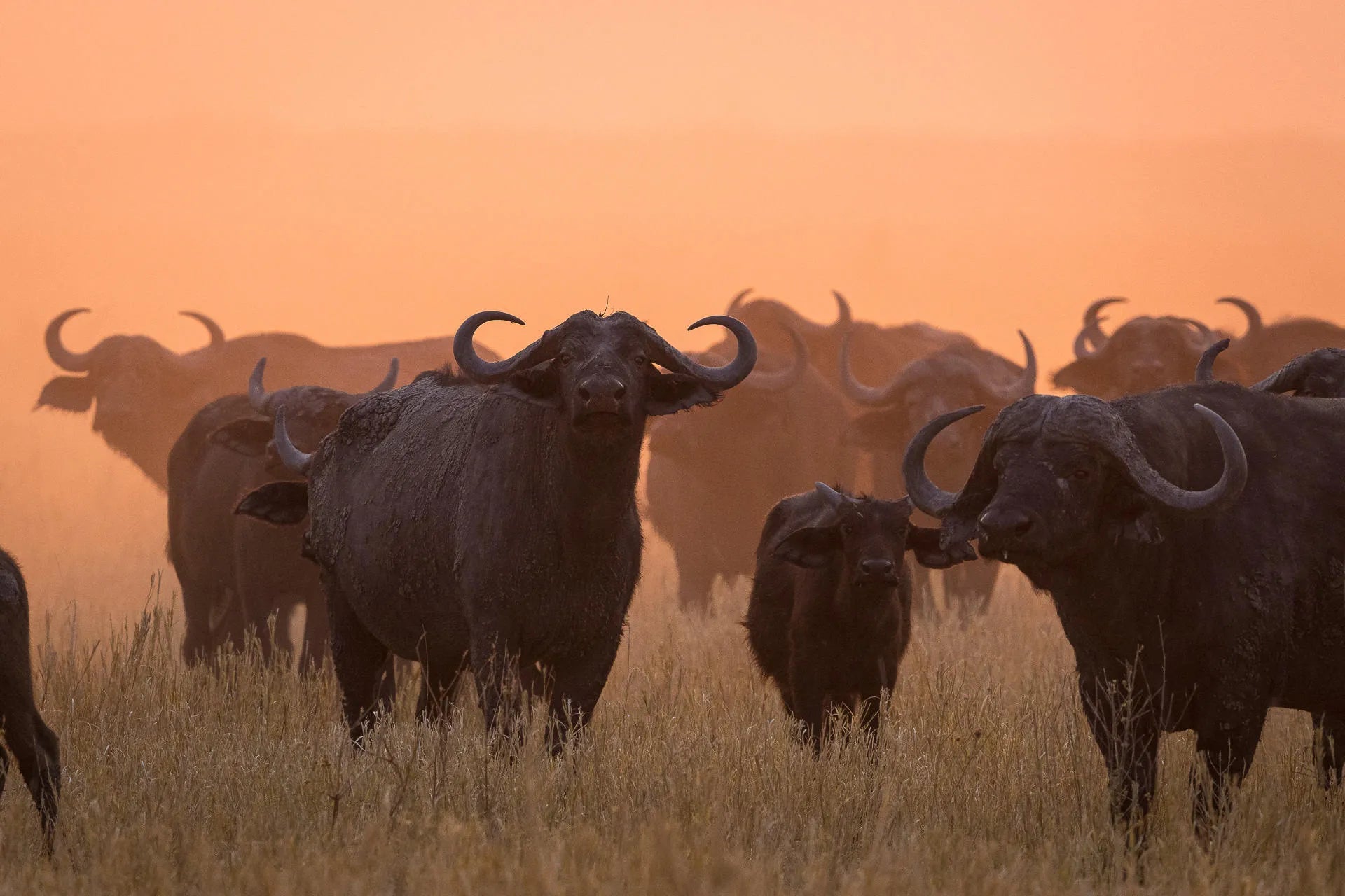 Buffalo at sunset at Wilderness Mokete, Okavango Delta, Botswana.