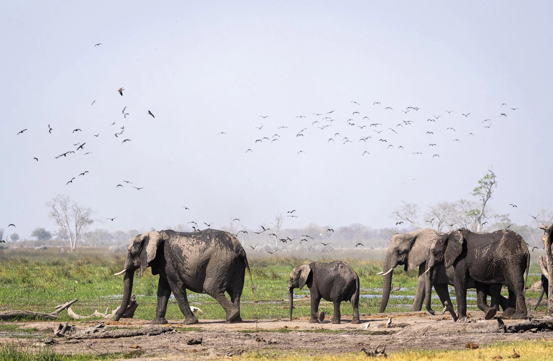 Elephant at Wilderness Mokete, Okavango Delta, Botswana.