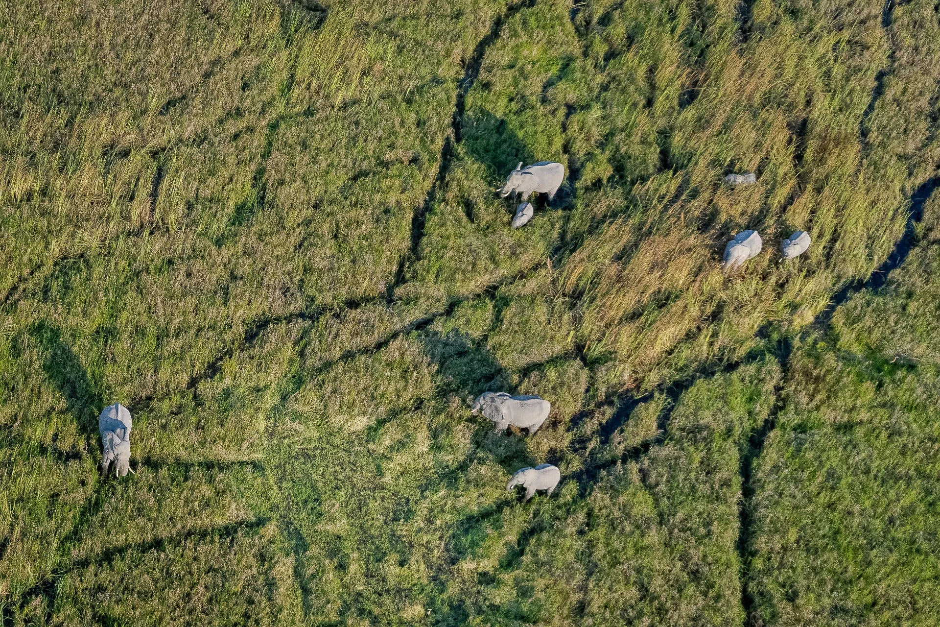 Wilderness Mokete at Wilderness Mokete, Okavango Delta, Botswana.