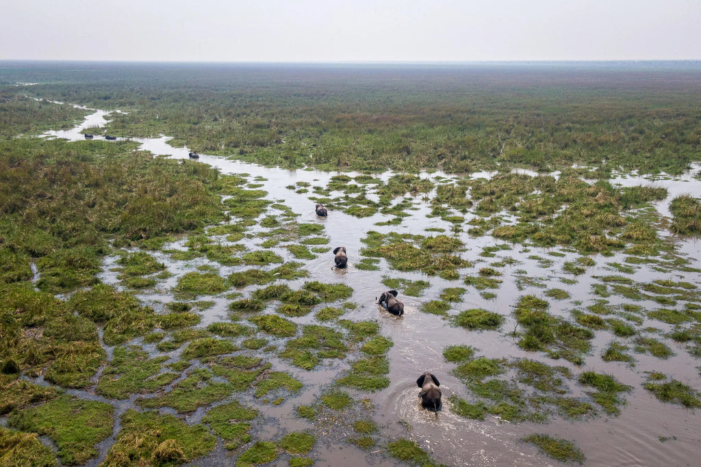 Wilderness Mokete at Wilderness Mokete, Okavango Delta, Botswana.