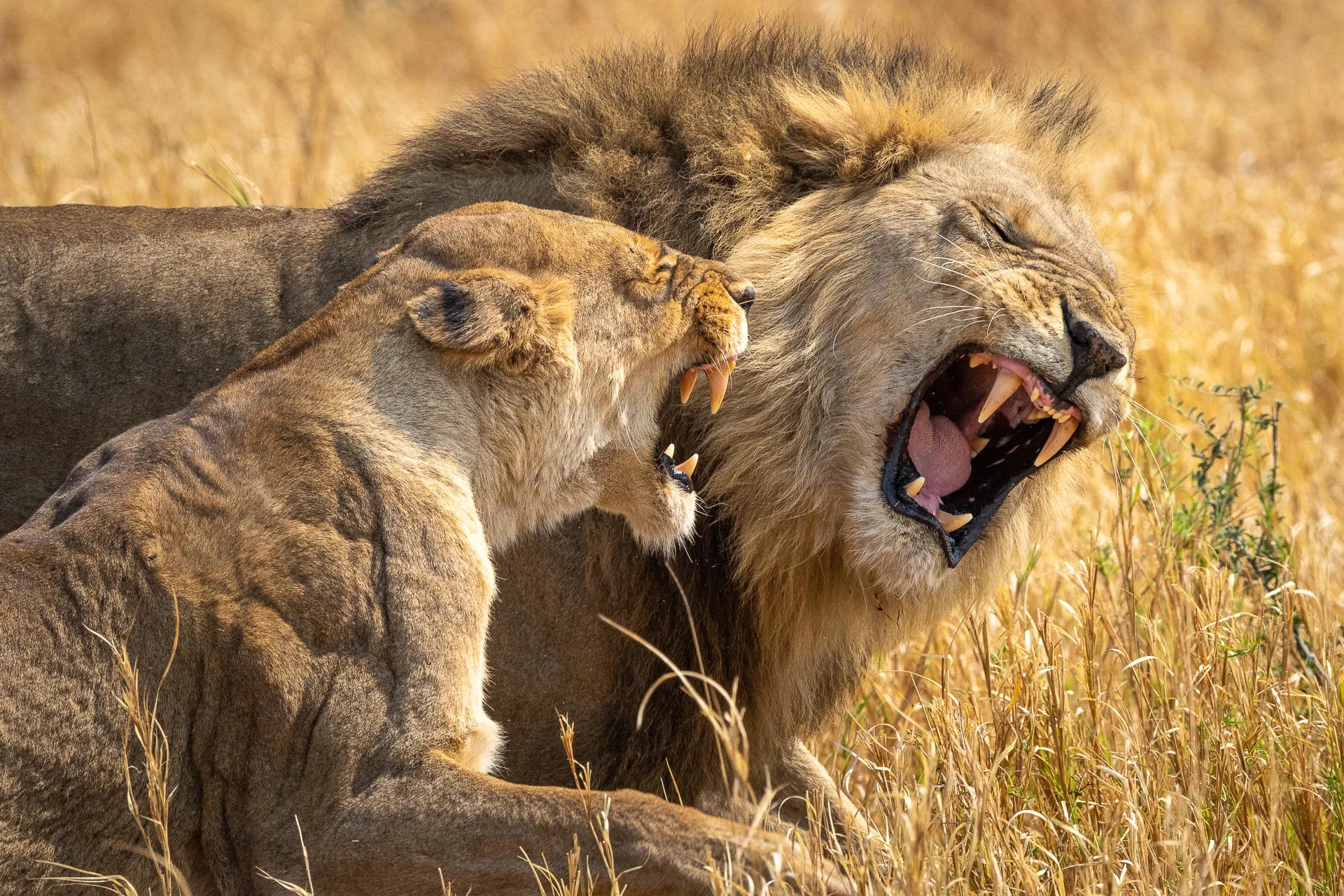 Lion at Wilderness Mokete, Okavango Delta, Botswana.