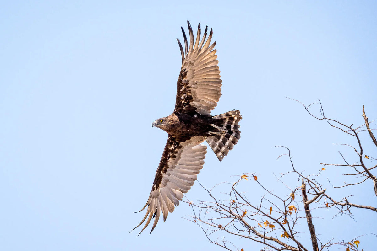 Wilderness Mokete – Guided Nature Walks