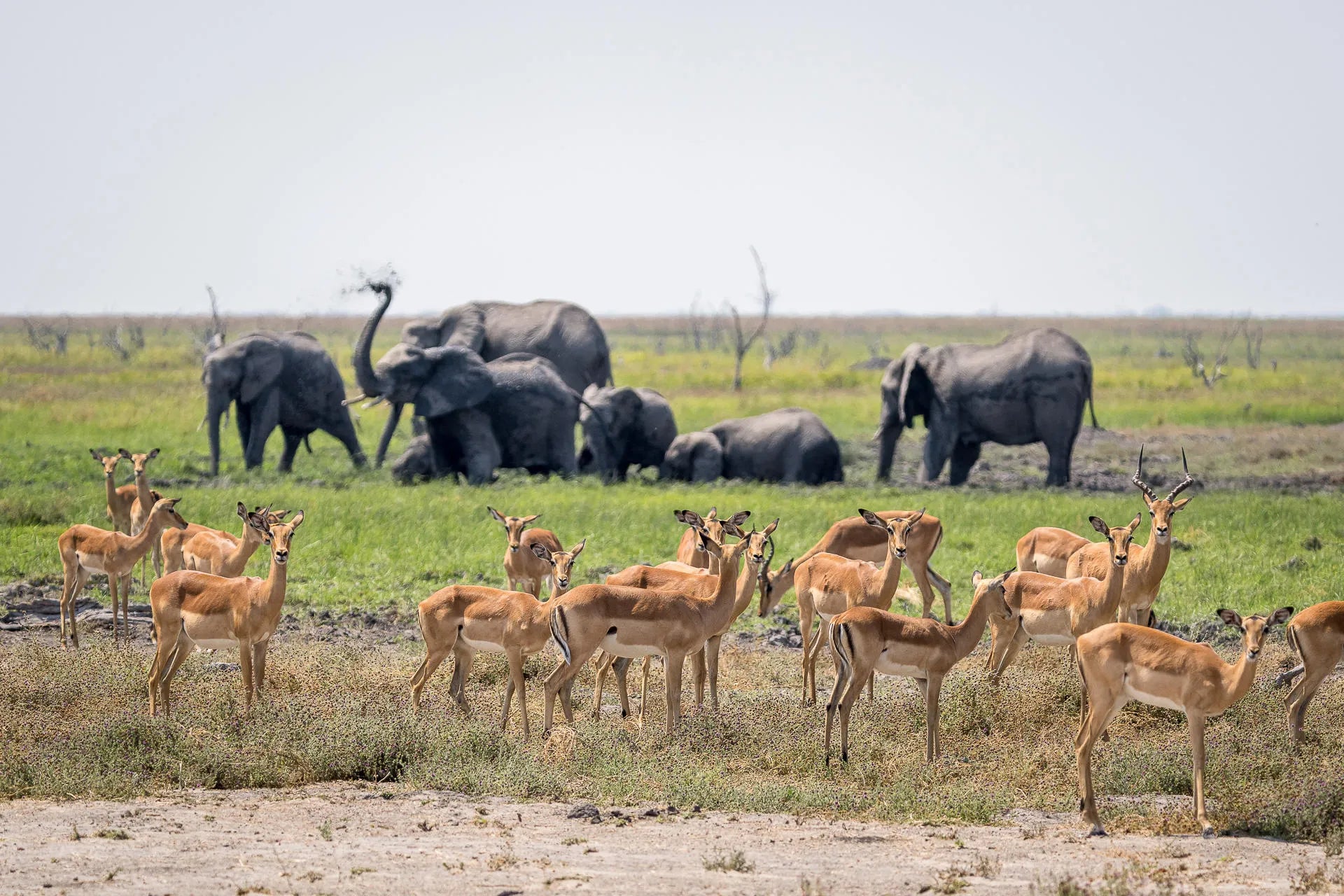 Wilderness Mokete at Wilderness Mokete, Okavango Delta, Botswana.