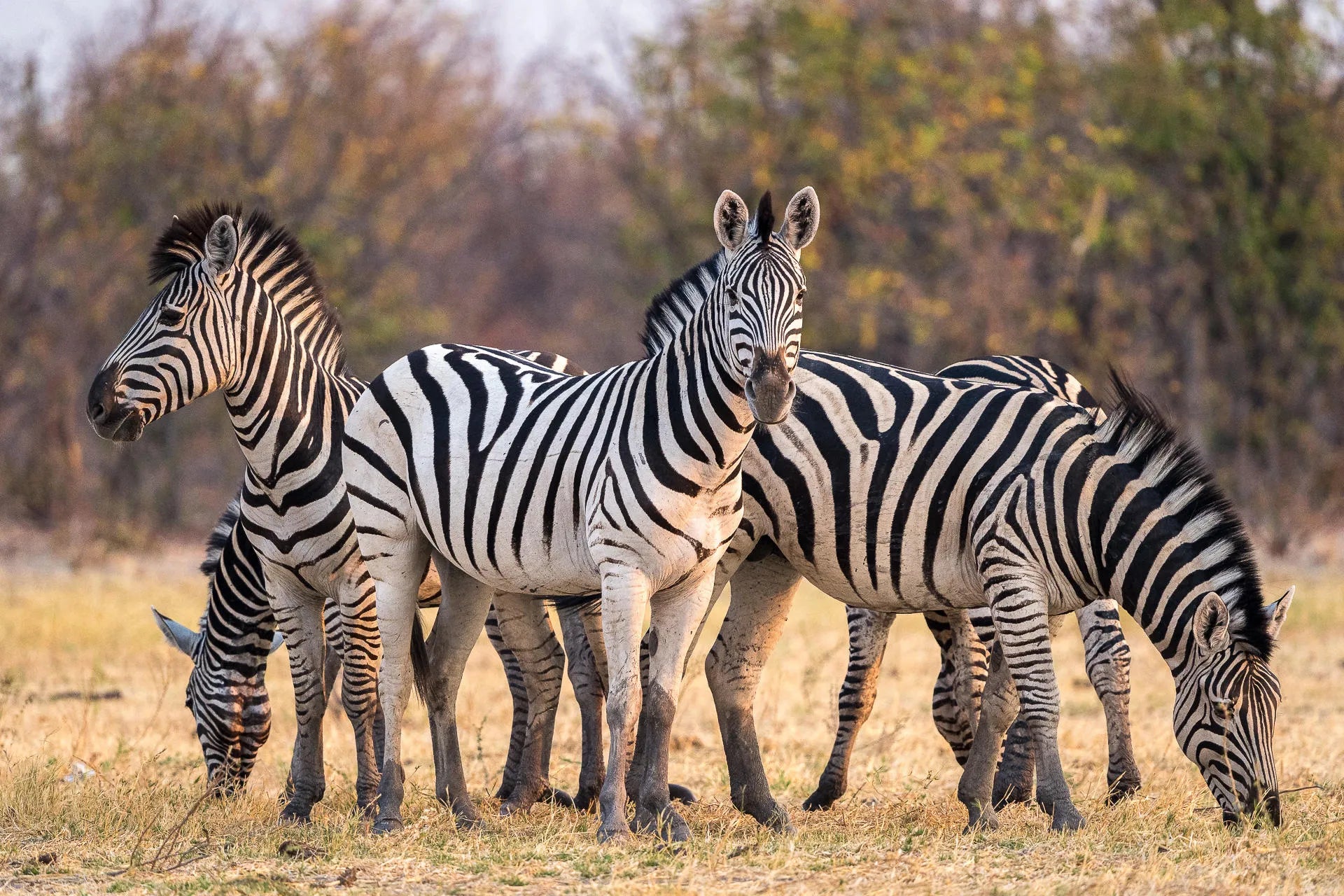 Plains zebra at Wilderness Mokete, Okavango Delta, Botswana.