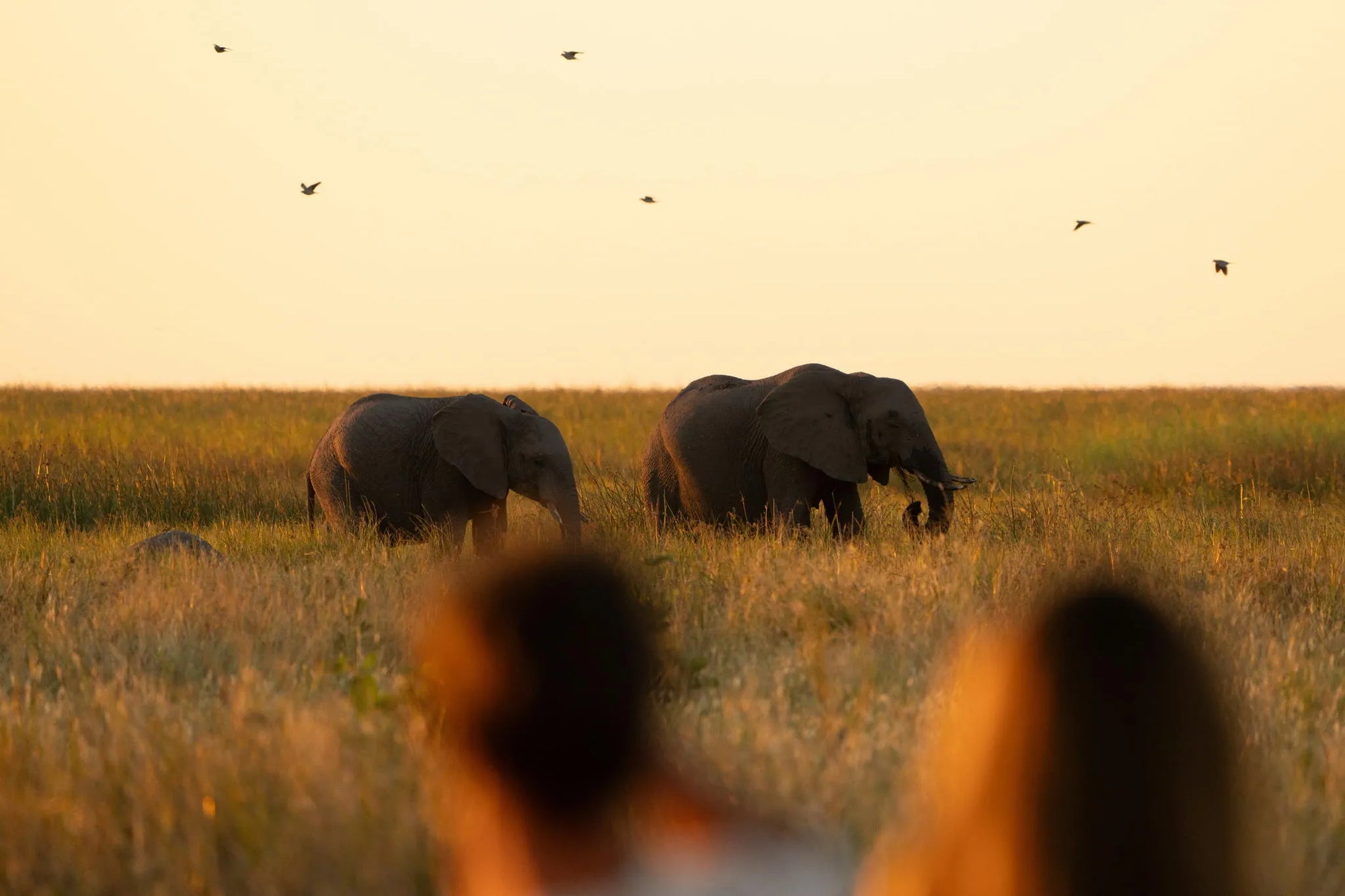 Wilderness Mokete at Wilderness Mokete, Okavango Delta, Botswana.