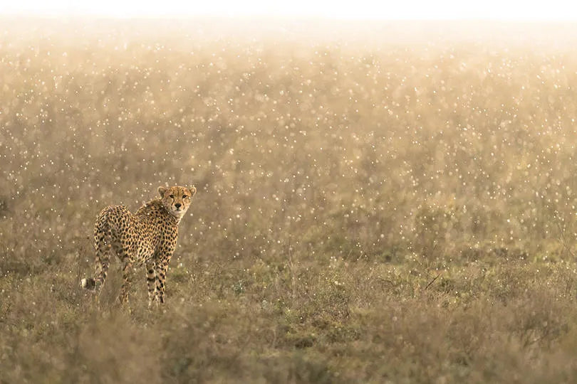 Asilia Africa - Namiri Plains Retreats - Cheetah at Retreats at Namiri Plains, Eastern Serengeti.