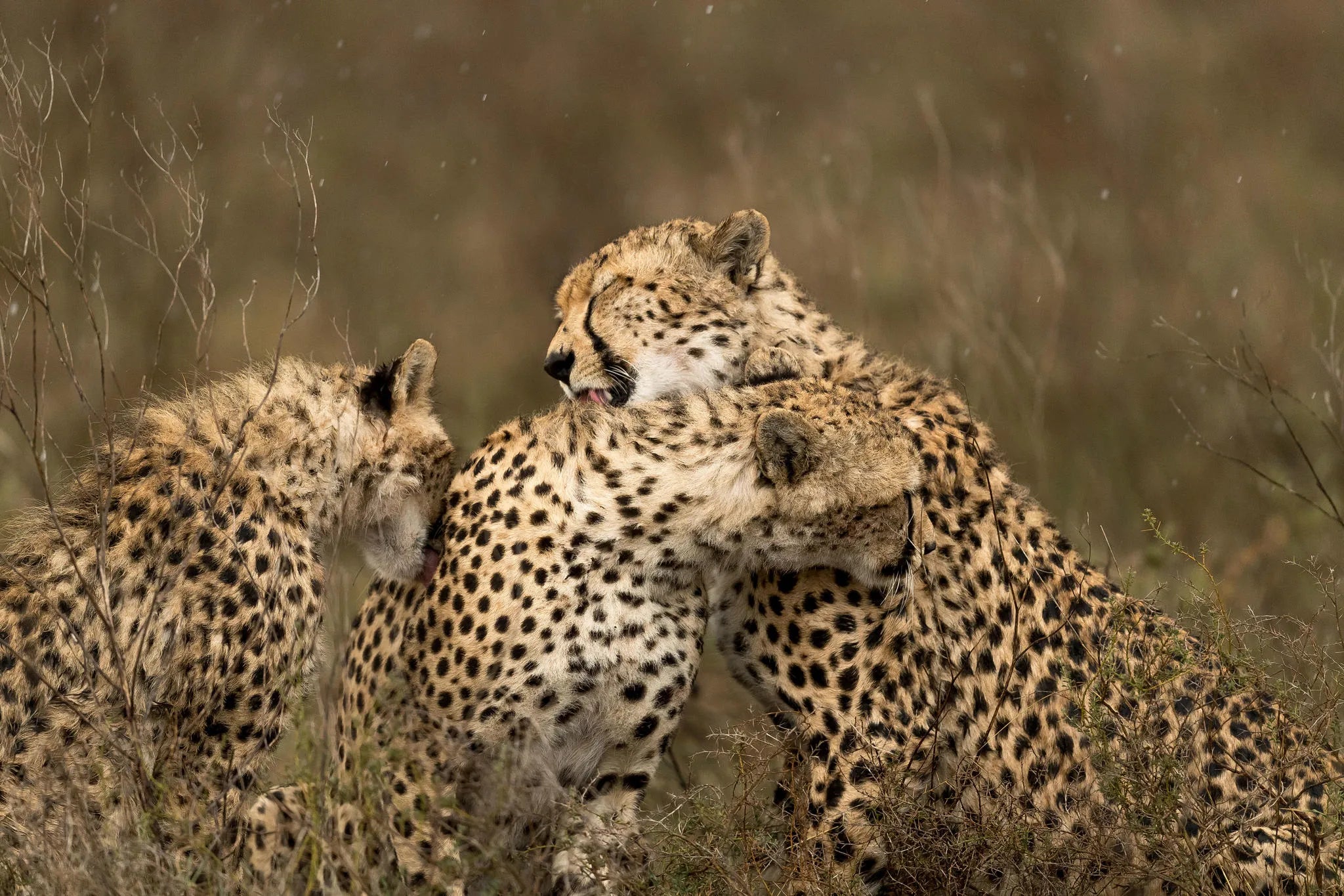 Asilia Africa - Namiri Plains Retreats - Cheetah coalition at Retreats at Namiri Plains, Eastern Serengeti.