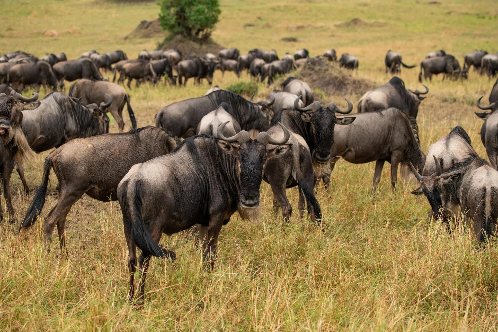 Asilia Africa - Sayari Retreat - Wildebeest at Retreats at Sayari, Northern Serengeti, Tanzania.