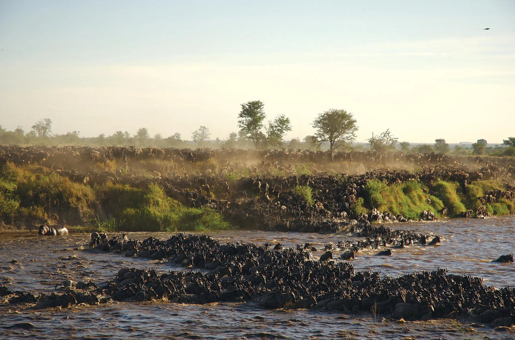 Asilia Africa - Sayari Retreat - The Great Migration at Retreats at Sayari, Northern Serengeti, Tanzania.