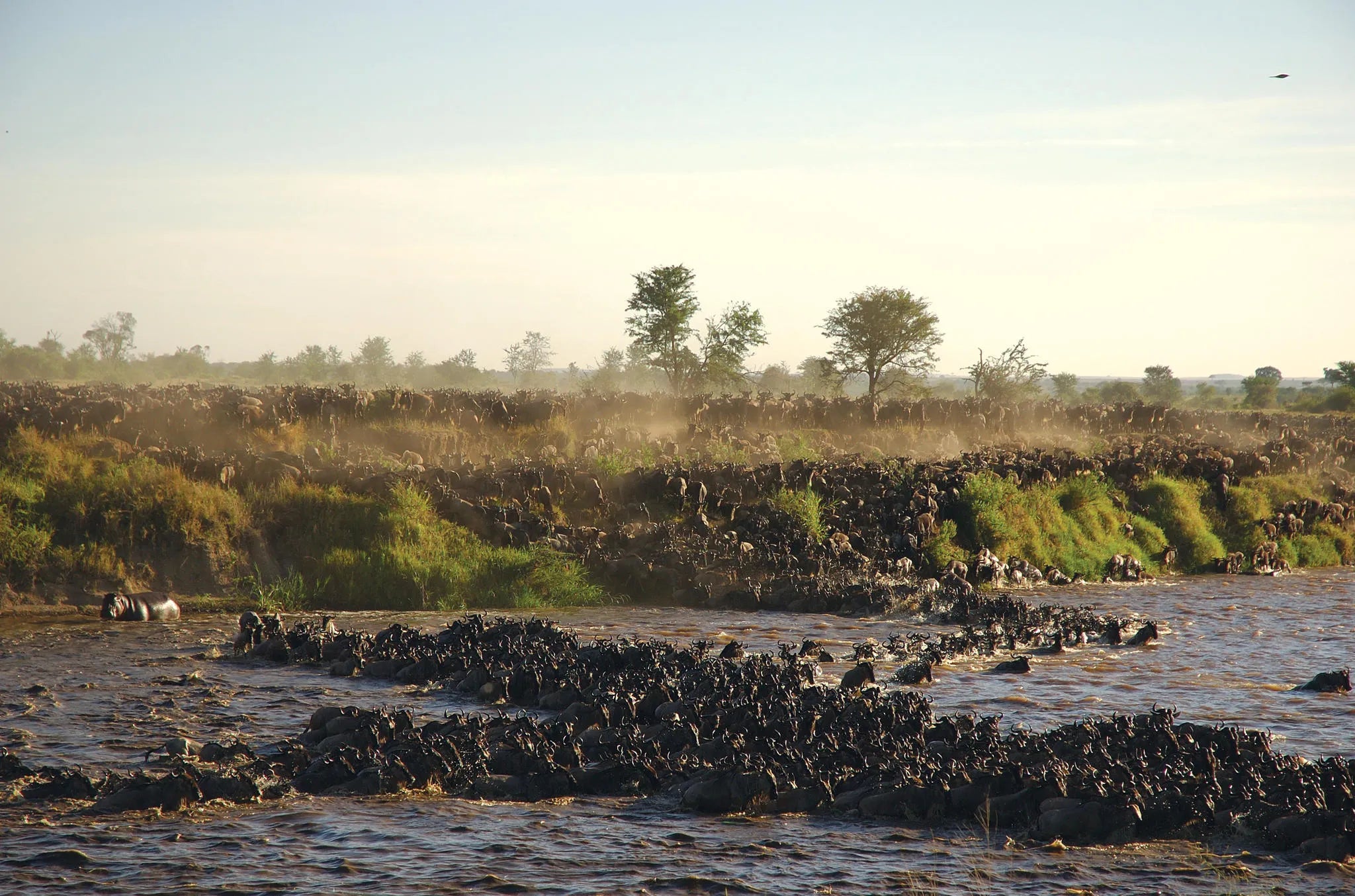 Asilia Africa - Sayari Retreat - The Great Migration at Retreats at Sayari, Northern Serengeti, Tanzania.
