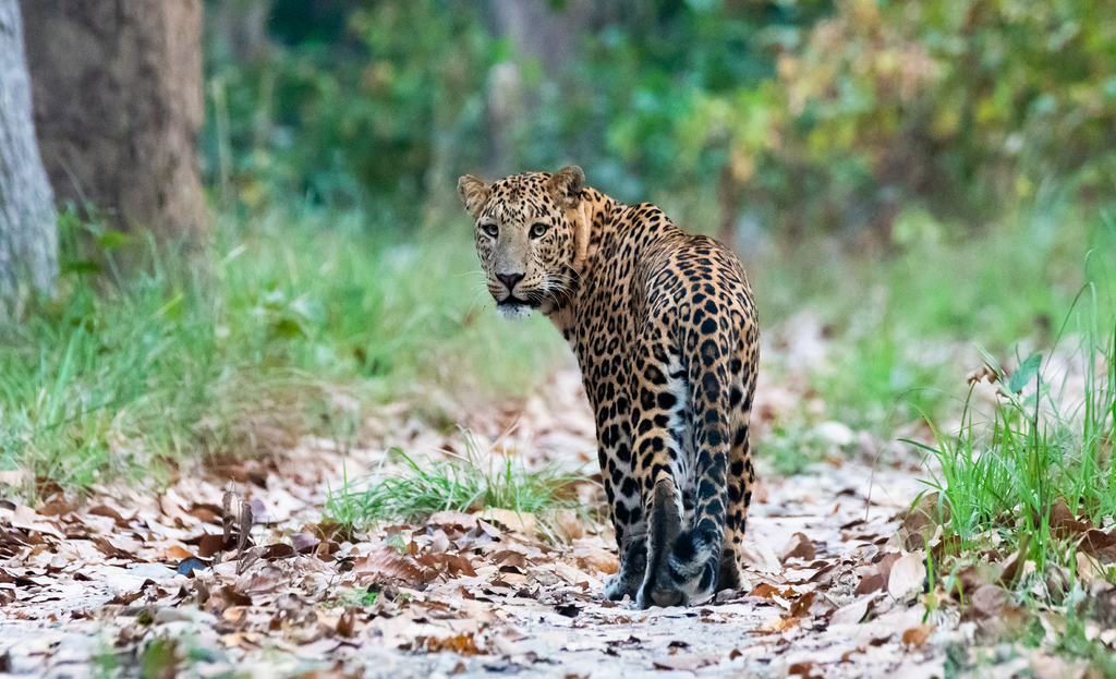 Bardiya National Park