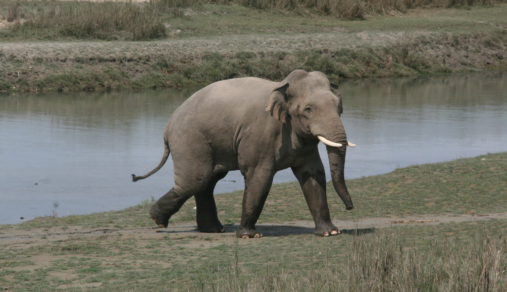Bardiya National Park