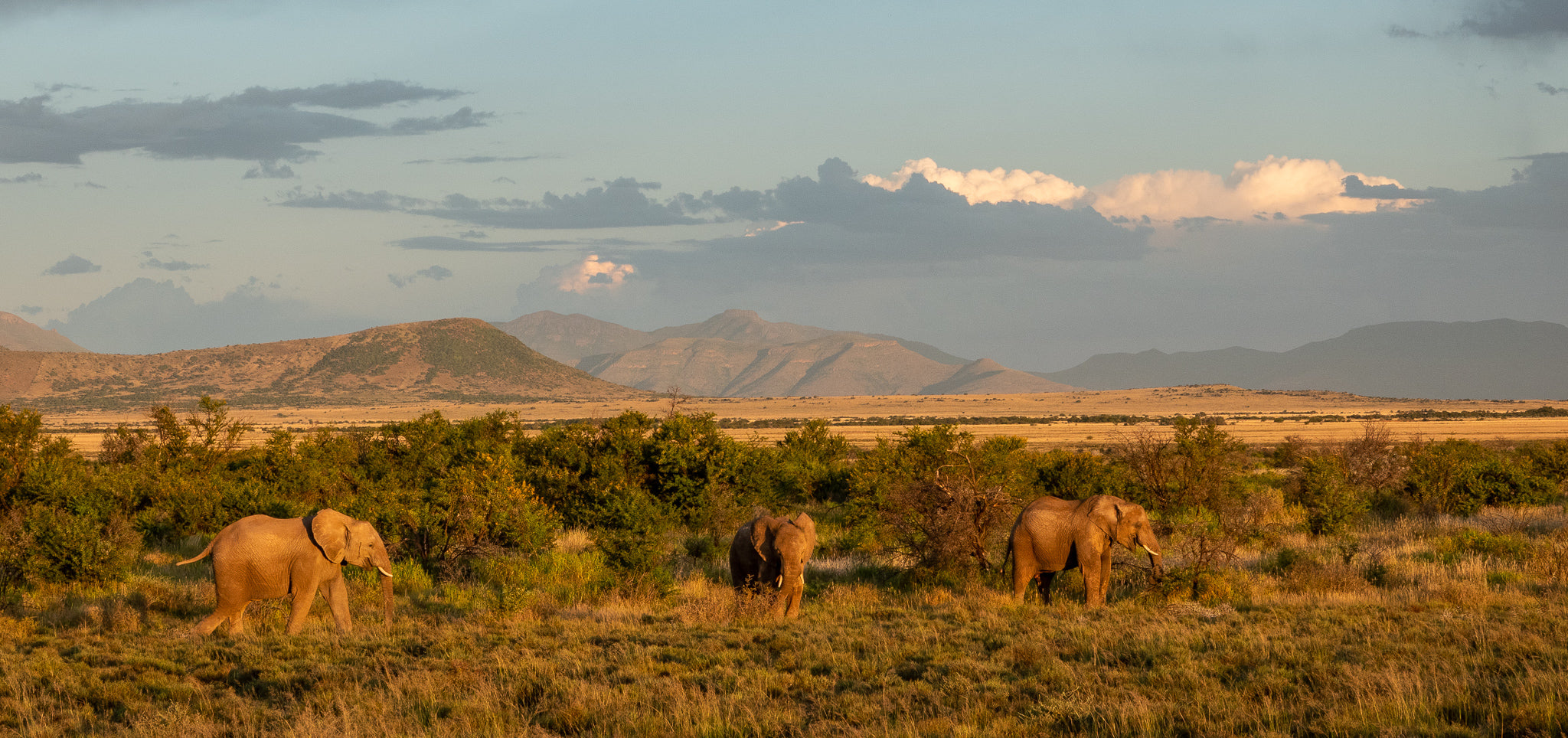 Elephants on the Plains of Camdeboo