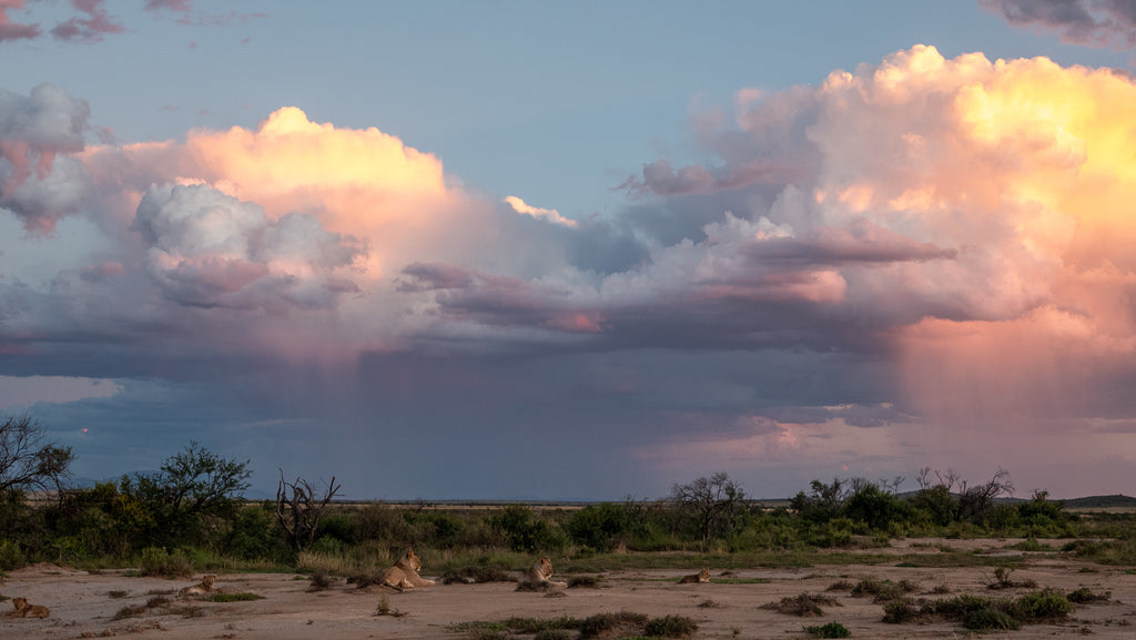 A pride of lion at sunset