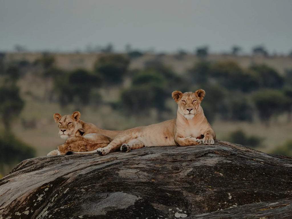 Wilderness Usawa Serengeti at Wilderness Usawa - Serengeti National Park, Serengeti National Park, Tanzania.