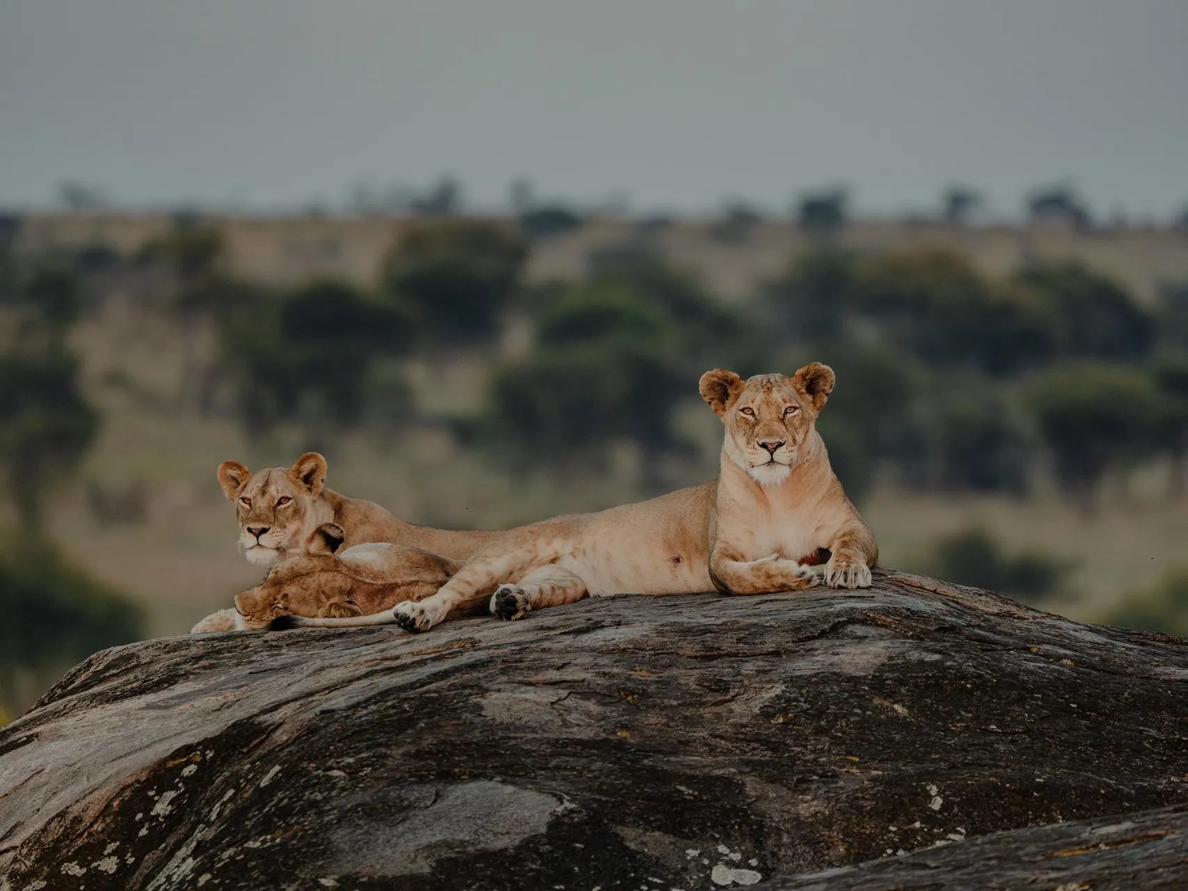 Wilderness Usawa Serengeti at Wilderness Usawa - Kusini South, Southern Serengeti.