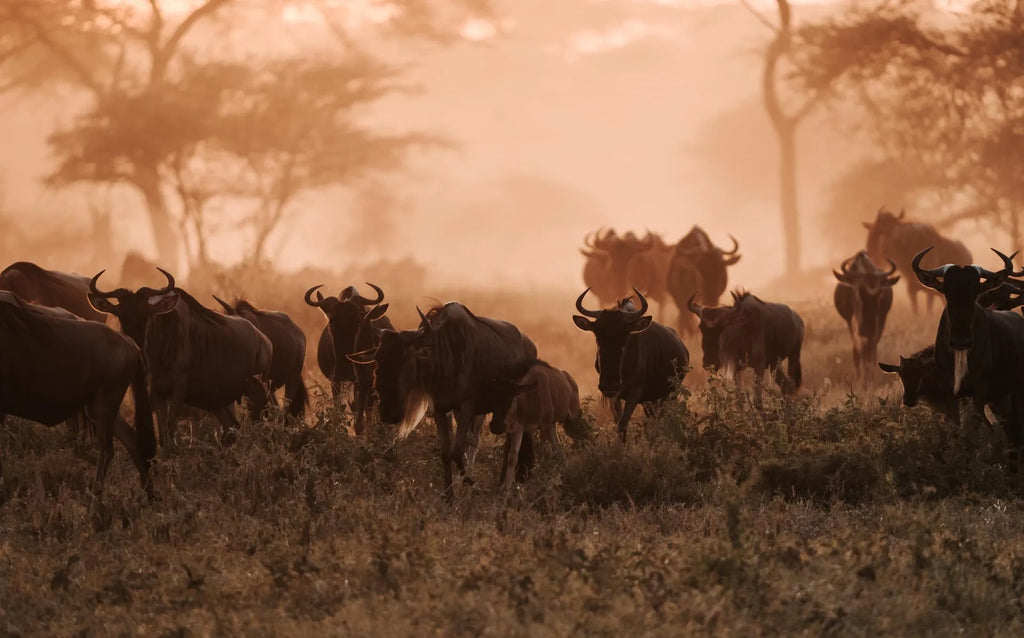 Wilderness Usawa Serengeti at Wilderness Usawa - Serengeti National Park, Serengeti National Park, Tanzania.