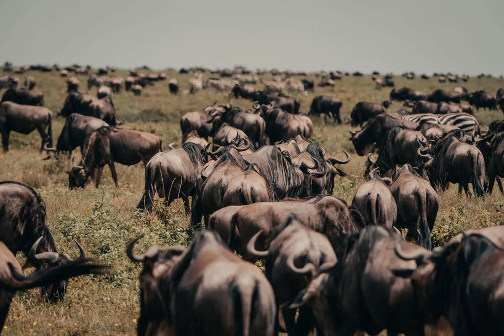 Wilderness Usawa Serengeti at Wilderness Usawa - Serengeti National Park, Serengeti National Park, Tanzania.