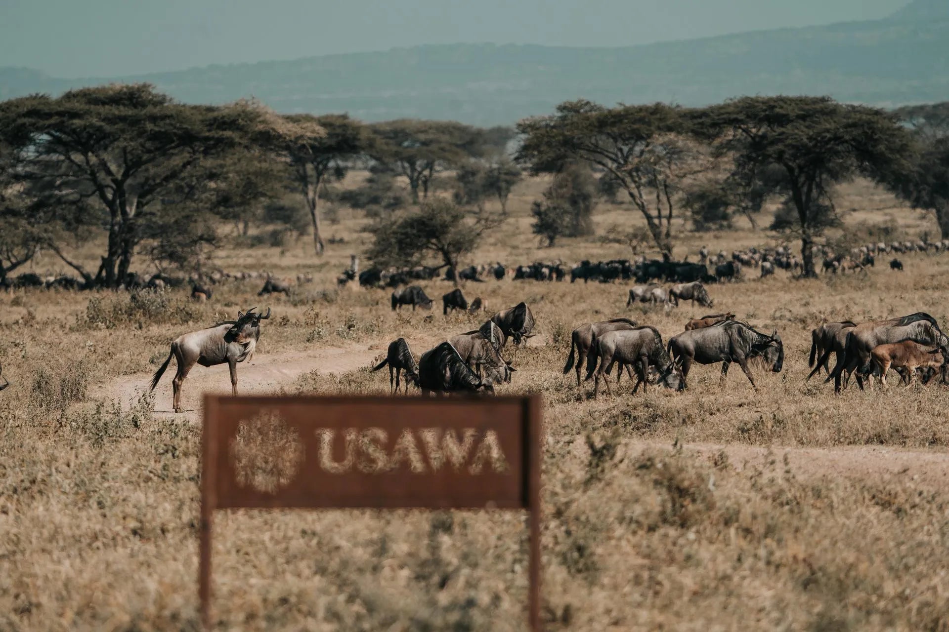 Wilderness Usawa Serengeti at Wilderness Usawa - Bologonja, Northern Serengeti.