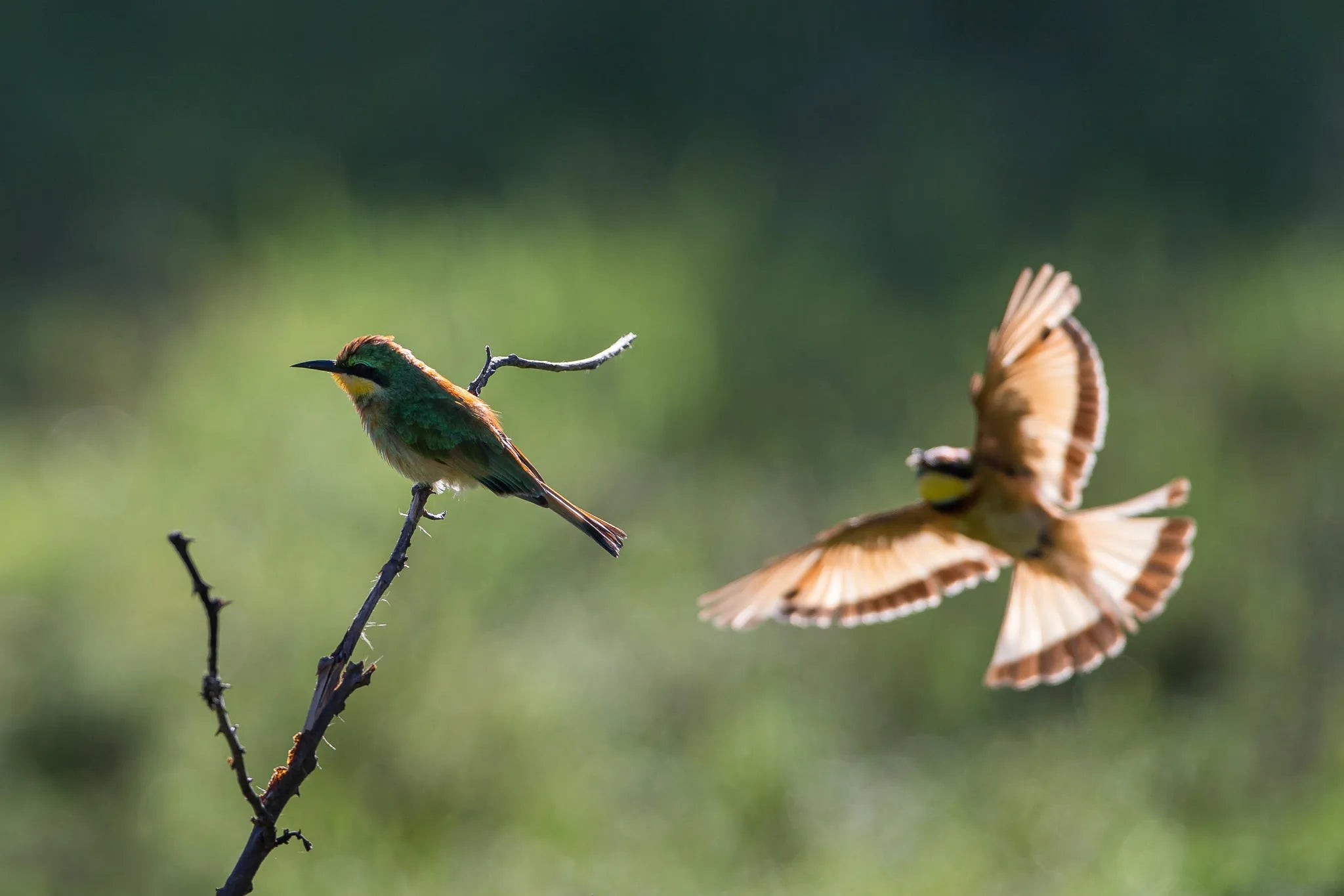 Wilderness Usawa Serengeti – Birding