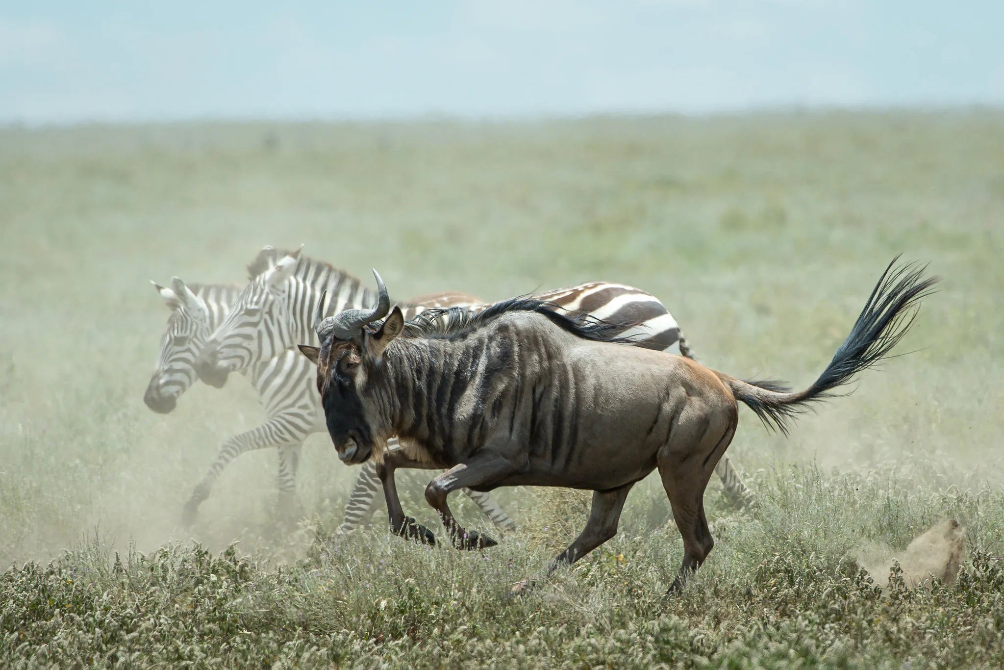 Wilderness Usawa Serengeti at Wilderness Usawa -  Lamai, Northern Serengeti, Tanzania.