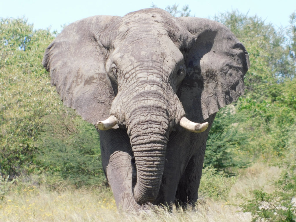 Elephant bull