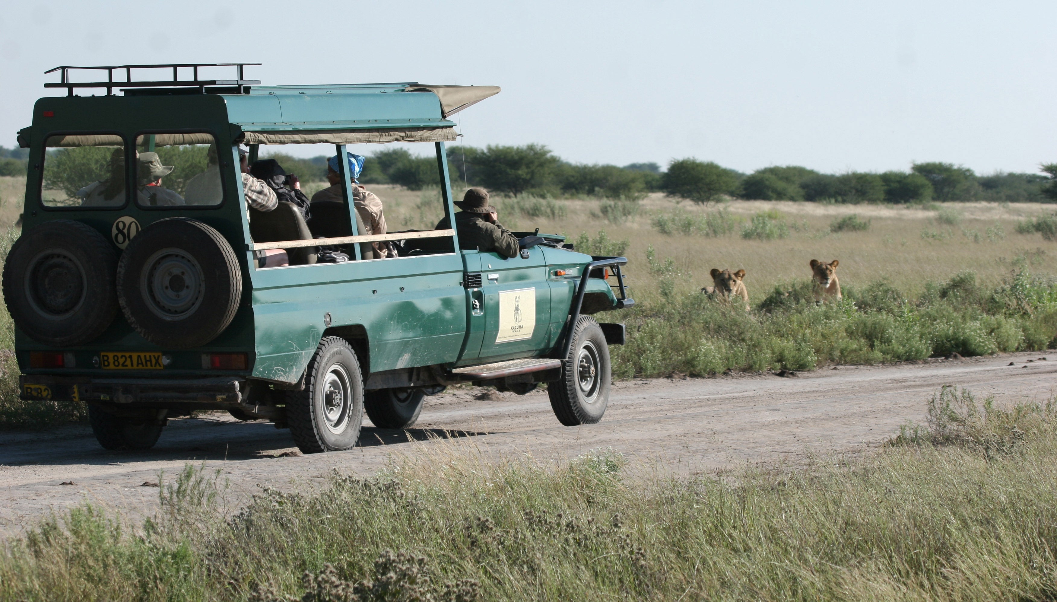 Lion Sighting Game Drive