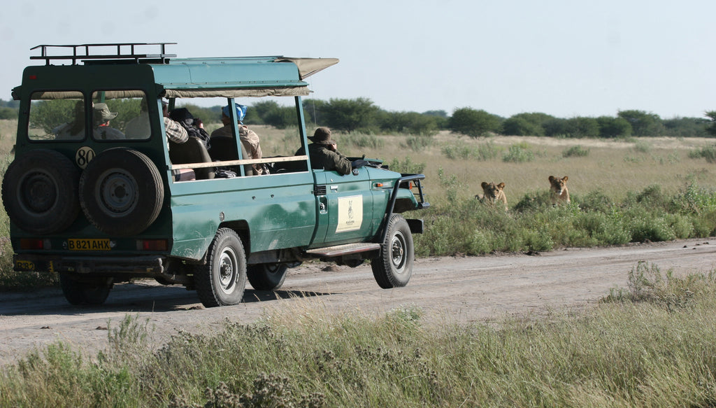 Lion Sighting Game Drive
