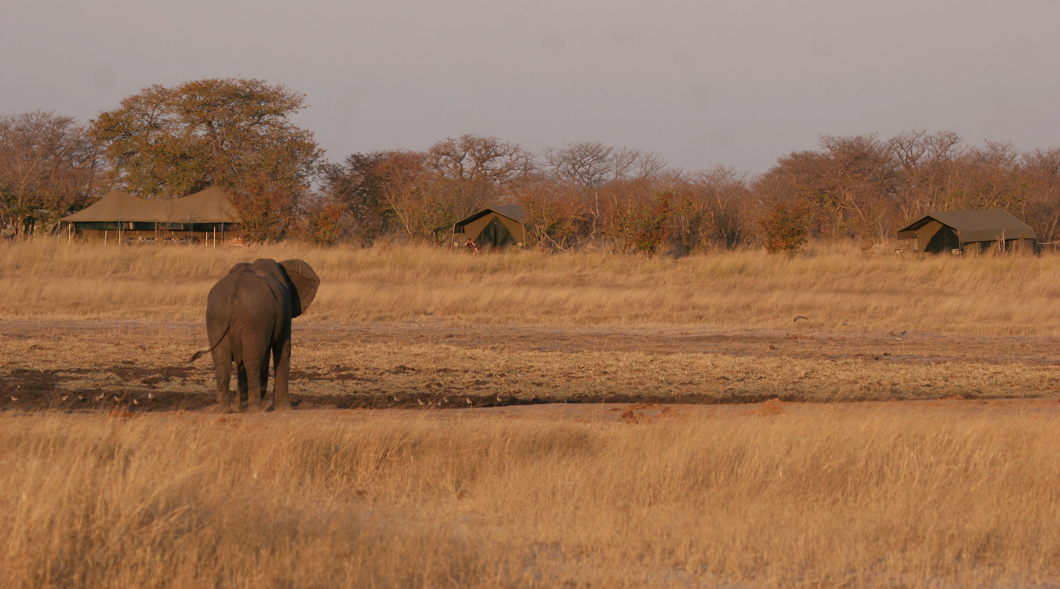 Authentic Luxury Mobile Safari