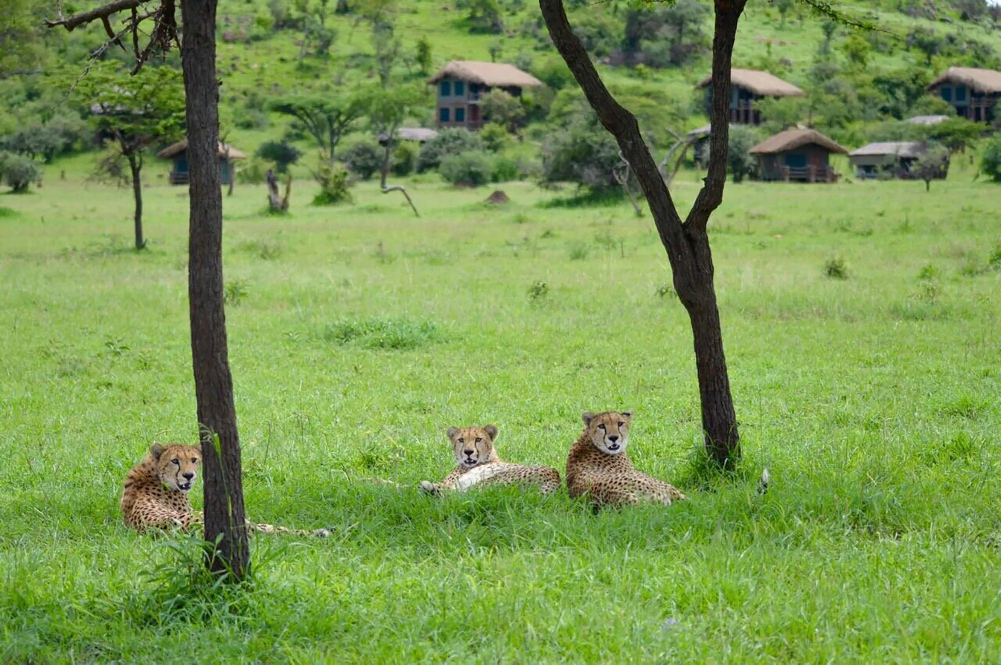 Simbavati Grumeti at Simbavati Grumeti, Grumeti Game Reserve, Tanzania.