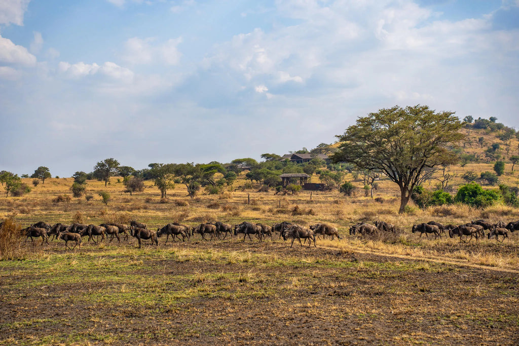 Simbavati Grumeti at Simbavati Grumeti, Grumeti Game Reserve, Tanzania.