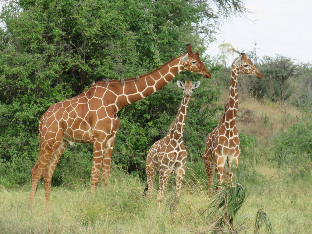 Simbavati Grumeti at Simbavati Grumeti, Grumeti Game Reserve, Tanzania.