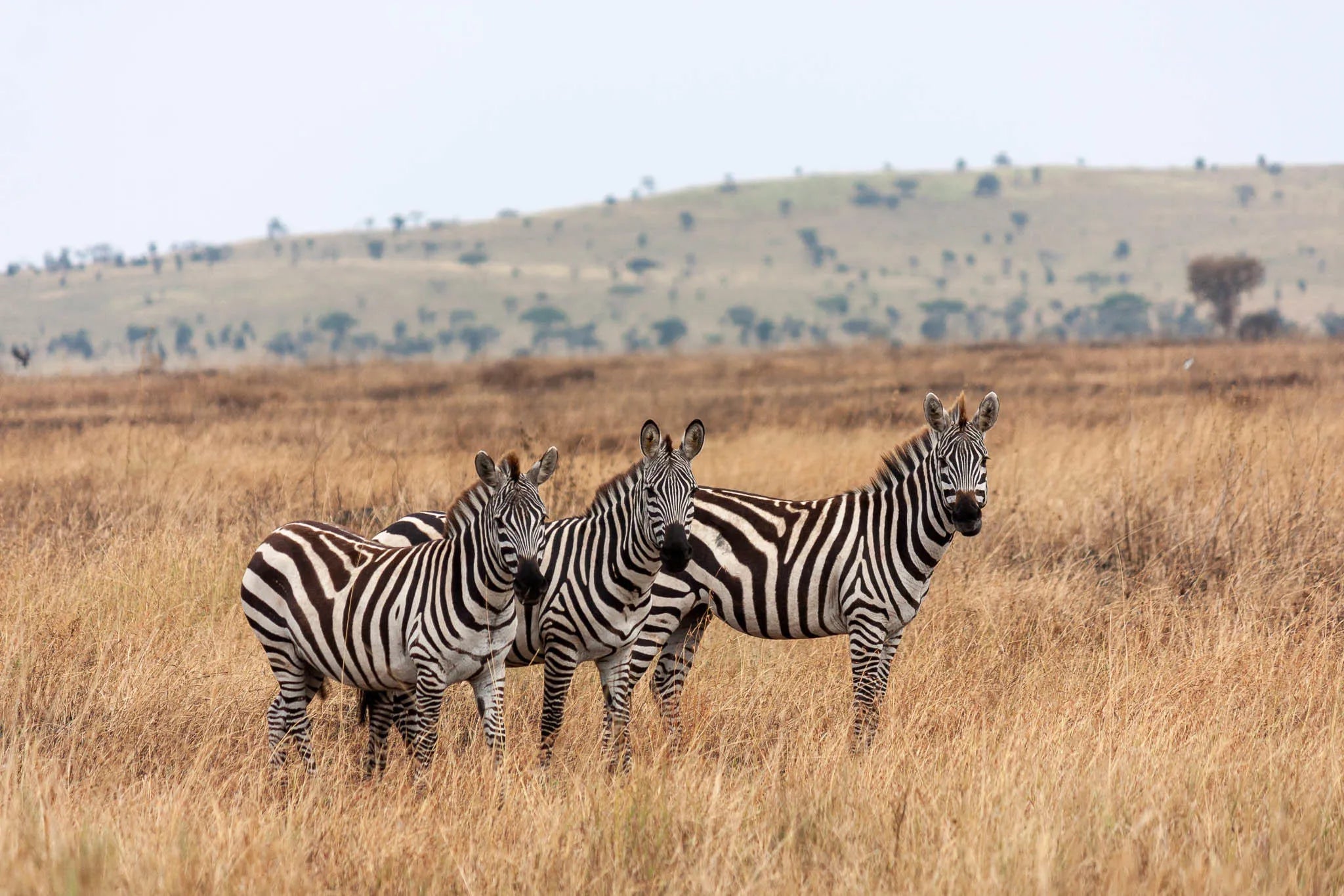 Simbavati Grumeti at Simbavati Grumeti, Grumeti Game Reserve, Tanzania.